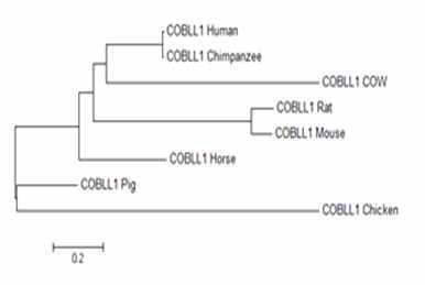 말과 타종간 COBLL1 유전자의 계통수 분석
