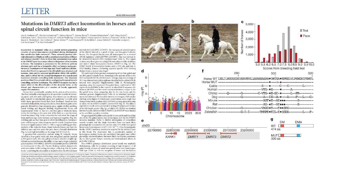 말에서 발굴된 DMRT3 유전자의 기능분석을 위해 대표적인 실험 모델동물인 마우스를 사용하여 척추신경발달에 영향을 주는 것을 확인하여 Nature에 게재됨.