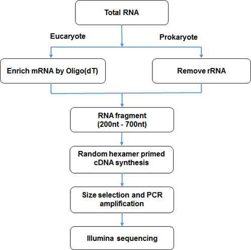 Pipeline of the RNA-sequencing Experiments