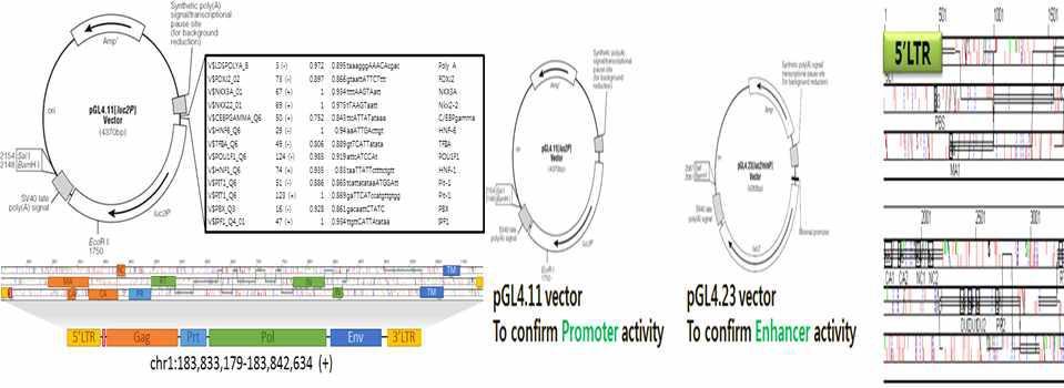EqERV의 LTR에 대한 promoter, enhancer로써의 역할을 파악. 우수 형질 유전자 조절 기작 확인.