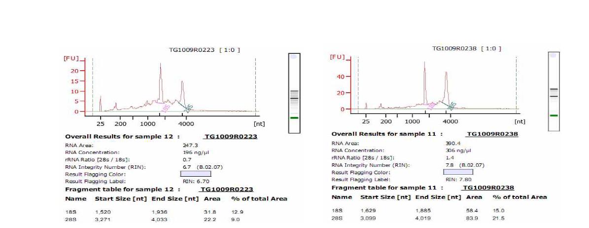 Agilent 2100 분석을 통한 RNA 샘플의 농도 측정 및 RIN 측정 결과