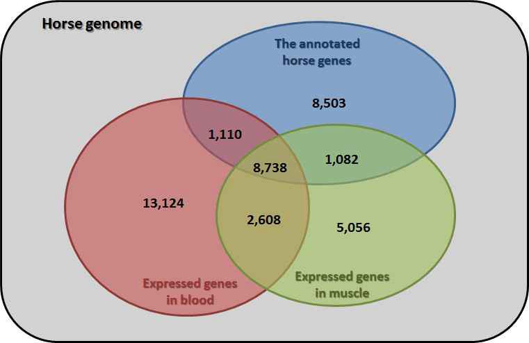 말의 근육과 혈액에서 발현된 유전자 및 알려진 유전자에 대한 밴다이어그램