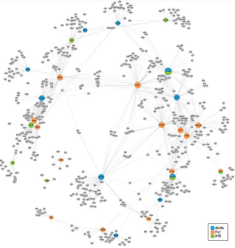 진화통계적 정보를 활용한 FST, iHS, dN/dS간 네트워크 분석