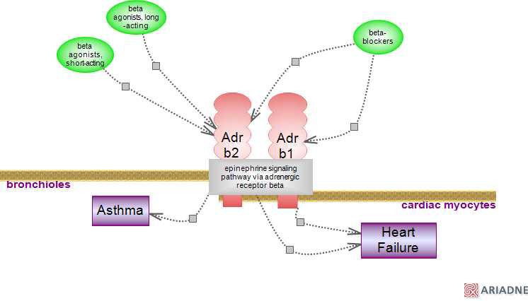 ADR-β2(Beta-2 adrenergic receptor) 유전자 메커니즘