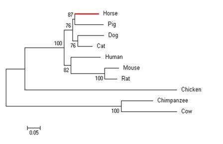말과 타종간 VEGF 유전자 계통수 분석