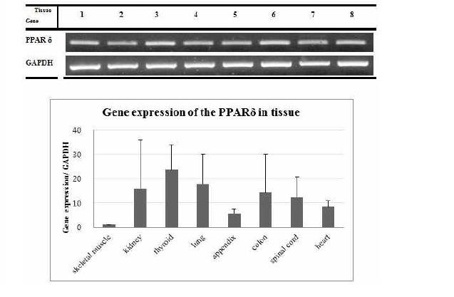 말의 조직별 PPARD 유전자의 발 현 분석