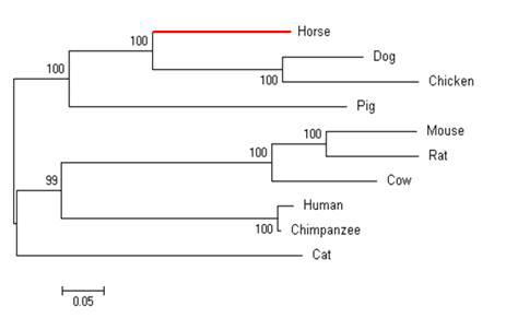 말과 타종간 PPARD 유전자의 계통수 분석