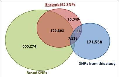 기존의 데이터 베이스에 등록된 SNP(초록색, 붉은색) 및 본 연구 결과 도출된 SNP(파란색) 벤다이어그 램