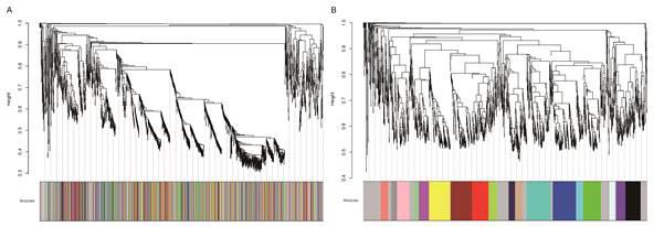 경주마의 운동 전과 후 골격근에서 차등발현된 유전자들의 네트워크 분석