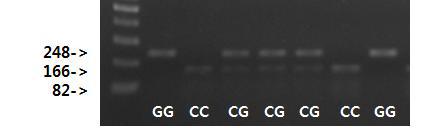 RFLP를 통한 PLSCR1 유전자에 위치한 SNP의 재현성 검증