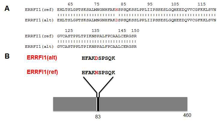 ERRFI1 유전자의 SNP type 별 amino acid 변화 분석