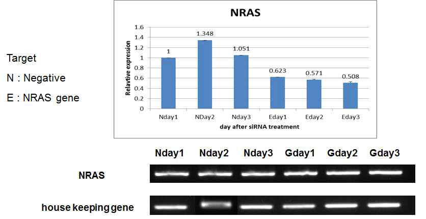 chicken CEF 세포 배양일수에 따른 siRNA 처리를 통한 ERRFI1 하위유전자인 NRAS유전자의 발현분석