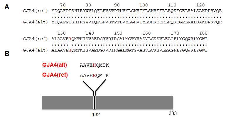말 GJA4 유전자 신규 SNP type에 따른 amino acid의 변화