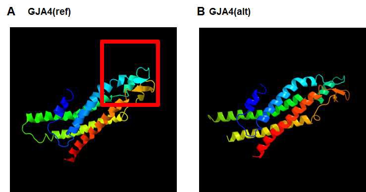 생물정보학적툴을 사용한 GJA4 유전자의 SNP에 따른 3D-3차구조 변화 분석
