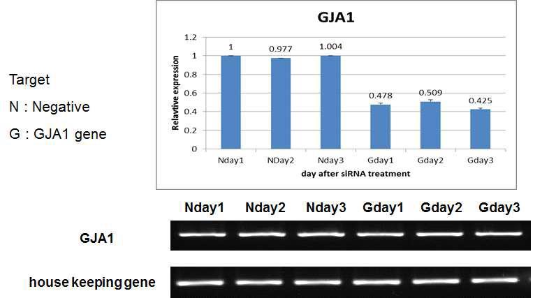 chicken CEF 세포 배양일수에 따른 siRNA 처리를 통한 GJA4 하위유전자인 GJA1 유전자의 발현 분석