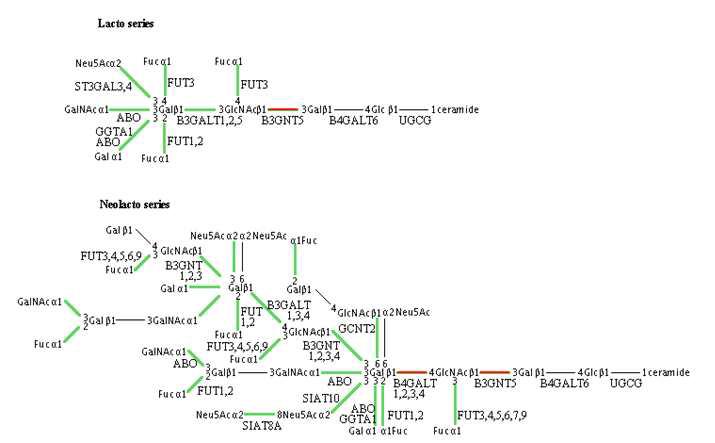 B3GNT5 유전자의 pathway