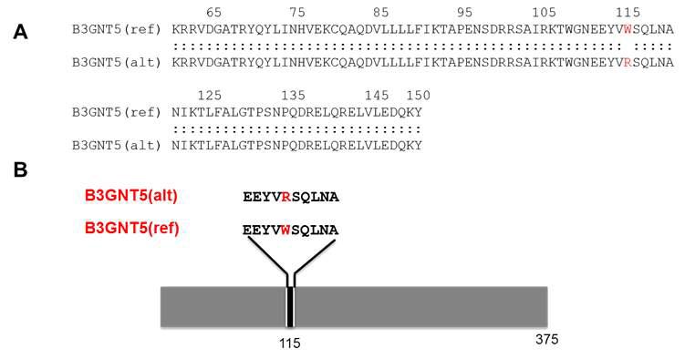 말의 B3GNT5 유전자 SNP type별 amino acid의 염기 변화