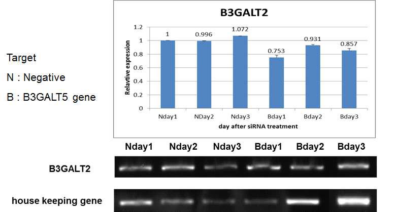 chicken CEF 세포 배양일수에 따른 siRNA 처리를 통한 B3GNT5 하위유전자인 B3GALT2 유전자의 발현 분석
