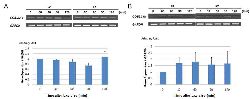 말의 운동 시간에 따른 혈액내 COBLL1 유전자의 alternative transcripts 발현 양상 분석 (A) transcript 1, (B) transcript 2