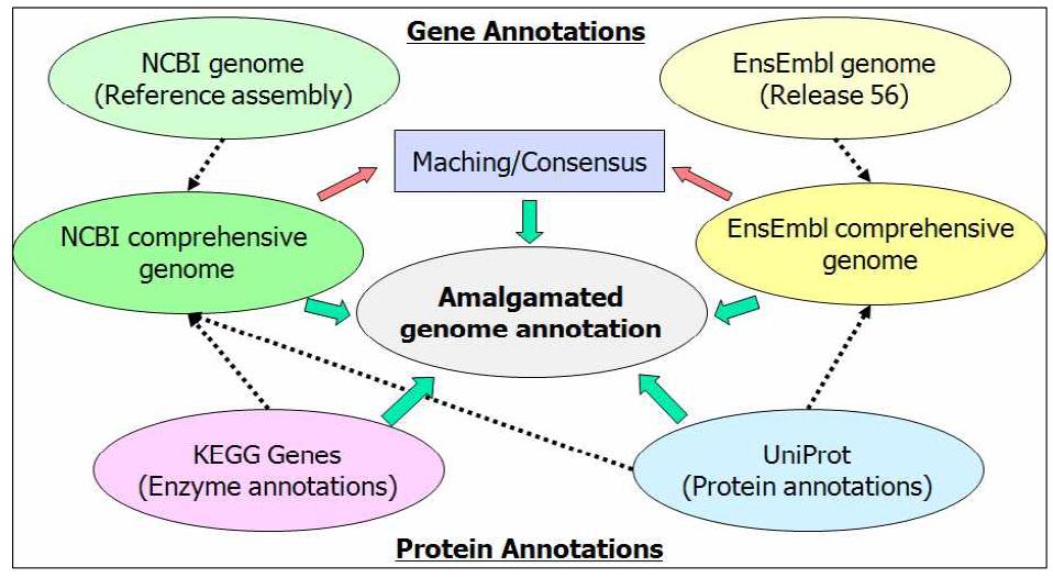 A schematic representation of a new algorithm of the pipelinefor developing an amalgamated genome annotation.