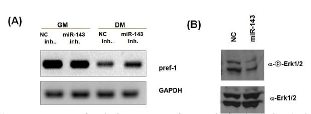 miR-143에 의한 pref-1 및 그 하위 유전자 발현 조사
