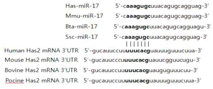 여러 포유동물에서 miR-17 sequence 확인