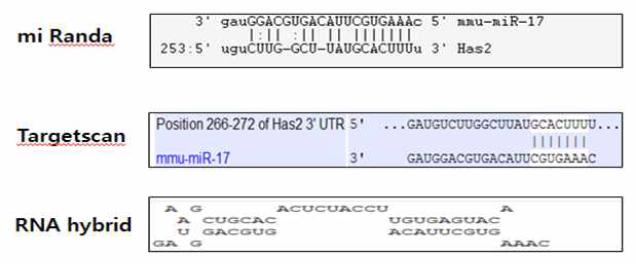 miR-17의 target gene 조사