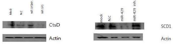 miR-429와 miR-145에 의한 SCD1과 CTSD 단백질 발현 조사