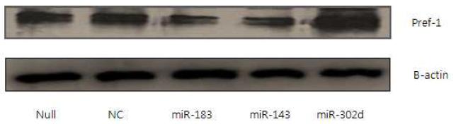 miR-183에 의한 pref-1 단백질 발현 조사