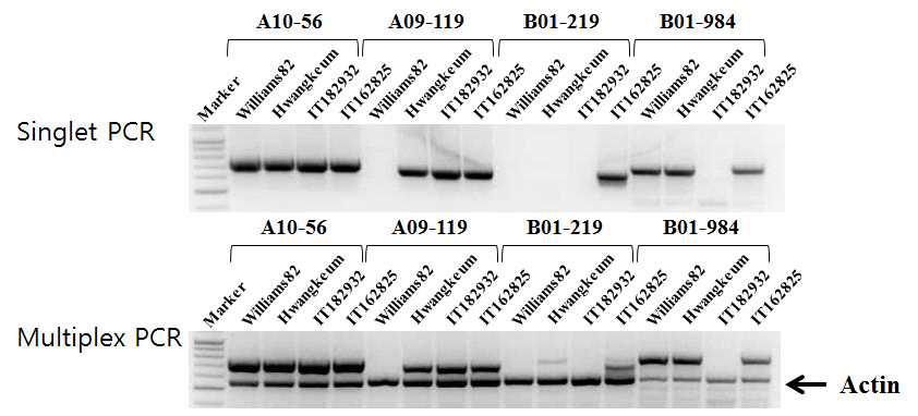 Representative agarose gel separation patterns of PCR products for validation of gain/loss genes. 51 novel genes identified in the cultivated soybeans Hwangkeum (8) and Williams 82k (4) and the wild soybean IT162825 (39) were chosen for validation. For each novel gene, primers were designed for PCR-amplifying a specific product ranging from 700 to 800 bp. Genomic DNAs from Williams 82k, Hwangkeum, IT182932, and IT162825 were used as templates. Marker is 100 bp DNA marker from Bioneer.