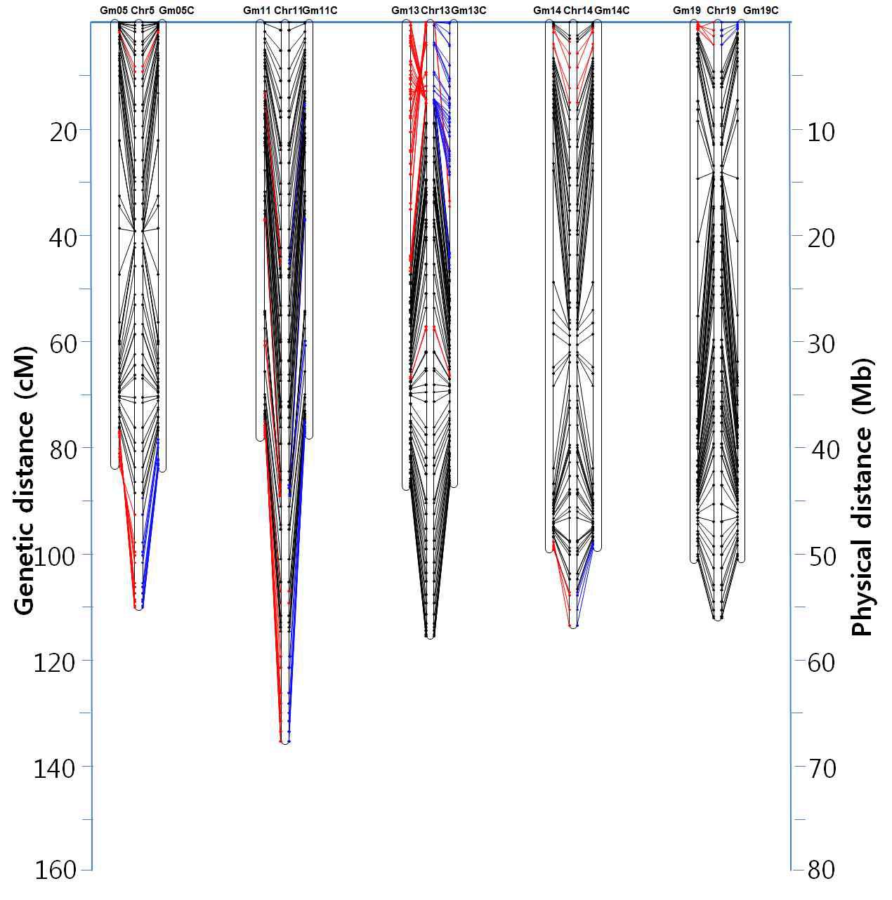 Soybean linkage groups and their alignment to corrected pseudomolecules of Gm05, Gm11, Gm13, Gm14, and Gm19 in the soybean genome sequence. Pseudomolecule (left)/linkage group (middle)/corrected pseudomolecule (right) pairs are presented for each chromosome. They are oriented such that the start of the bp and map distances (0) is at the top of each chromosome. The location of each marker is indicated by a dot on the genetic map and a dot on the genomic sequence. Corresponding locations for each marker is indicated by a black , blue , or red line . The red line indicates marker-order disagreement regions between genetic linkage map and psdueomolecule and blue line indicates corrected marker-order agreement regions between genetic linkage map and psdueomolecule. The scale for the linkage groups (cM) is on the left and the scale for the genomic sequence (Mb) is on the right.