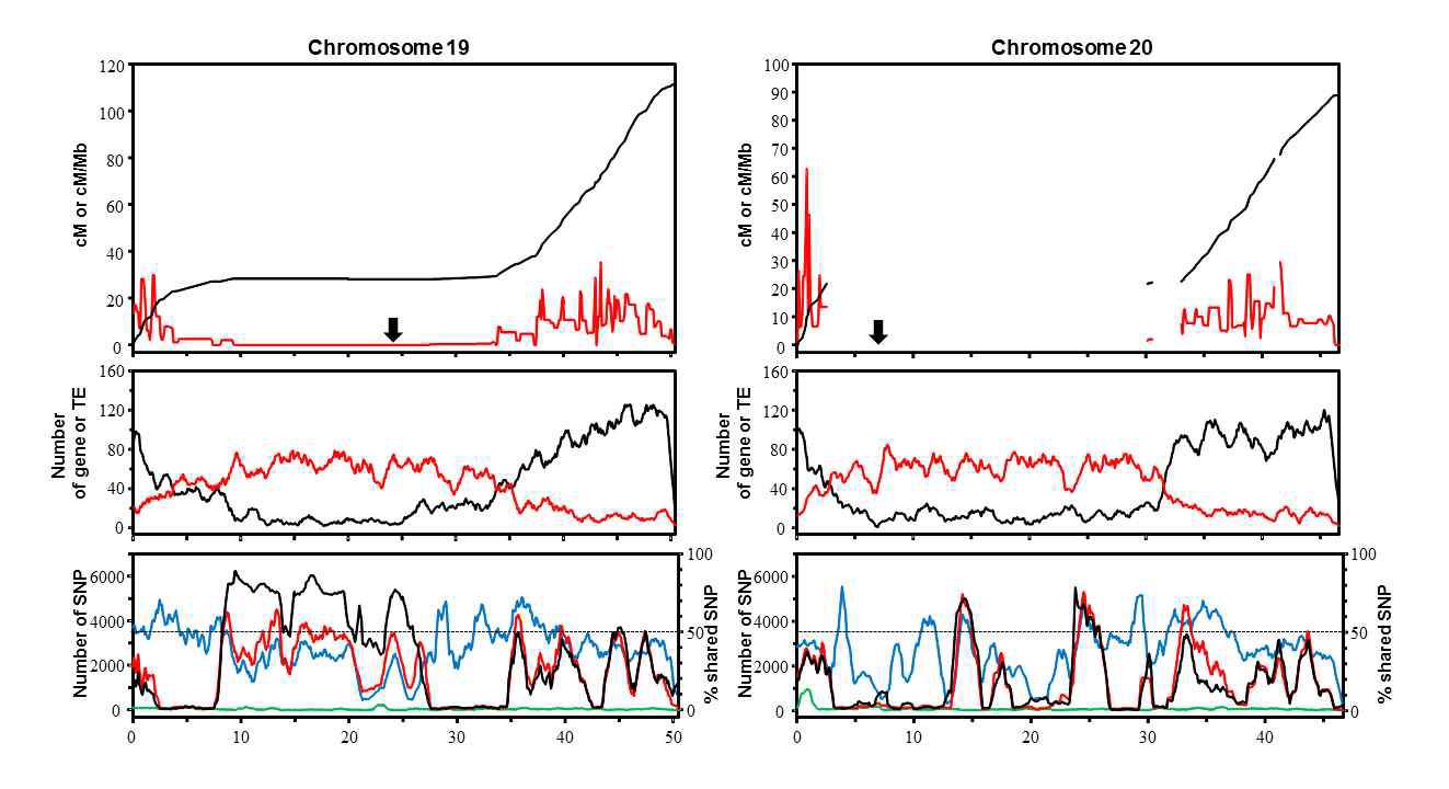 Diversity along soybean chromosomes 19 to 20. The horizontal axes are in units of million base pairs along the Williams 82 reference genome and approximate centromere positions proposed by Schmutz et al . (2010) are indicated by the thick arrows. Top panel shows relationship between physical and genetic positions (cM, black line), and corresponding recombination rates (cM/Mb, red line) calculated from 100-kb sliding windows for the genomic regions between adjacent markers; the discrepant regions between the genetic and sequence-based physical maps are shown by discontinuities. Middle panel shows numbers of genes per 100 kb (black line) and numbers of transposable elements (TE) per 100 kb. Bottom panel shows numbers of single nucleotide polymorphic (SNP) sites per 100 kb (left y axis) and percentages of shared SNPs of Hwangkeum per the number of SNPs for IT182932; green lines are Williams 82, blue lines IT182932, red lines Hwangkeum, and black lines % shared SNP.