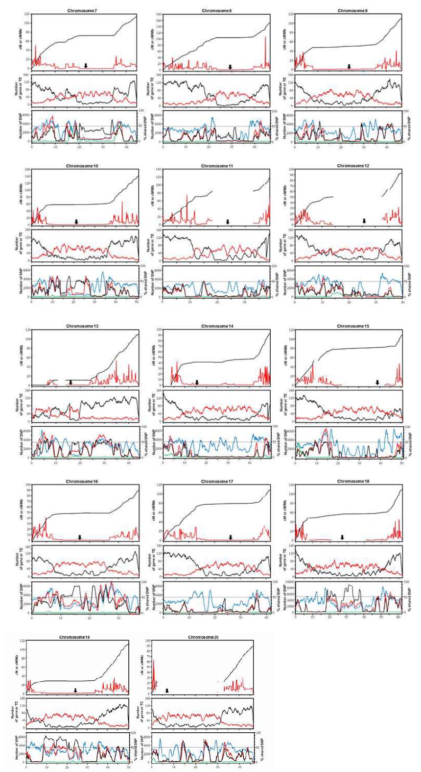 Diversity along soybean chromosomes 1 to 20. The horizontal axes are Mbp coordinated along the Williams 82 reference genome and approximate centromere positions proposed by Schmutz et al . 2010 are denoted by the thick arrows. Shown for each chromosome are relationship between physical and genetic positions (cM, black line), and corresponding recombination rates (red line, cM/Mb) calculated from 100-kb sliding windows for the genomic regions between adjacent markers (top panel), numbers of genes per 100 kb (black line) and numbers of transposable elements (TE) per 100 kb (middle panel), and numbers of single nucleotide polymorphic (SNP) sites per 100 kb (left y axis) and percentages of shared SNPs of Hwangkeum per the number of SNPs for IT182832 (bottom panel). In the top panel, the discrepant regions between the genetic and sequence-based physical maps are denoted by discontinuities. In the bottom panel, green lines represent Williams 82, blue lines IT182932, red lines Hwangkeum, and black lines % shared SNP.