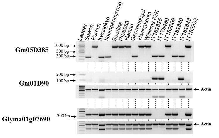 Representative agarose gel separation patterns of PCR products for validation of medium-size deletions. 45 medium-size deletions identified in the reseqeunced 16 soybean accessions were chosen for validation. For each deletion, primers were designed for PCR-amplifying a specific product ranging from 200 to 300 bp from both regions flanking its detection site. Genomic DNAs from 16 resequenced soybean accessions were used as templates. Ladder is 100-bp DNA marker from Bioneer.