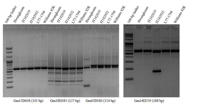 Representative agarose gel separation patterns of PCR products for validation of > 40-kb deletions.