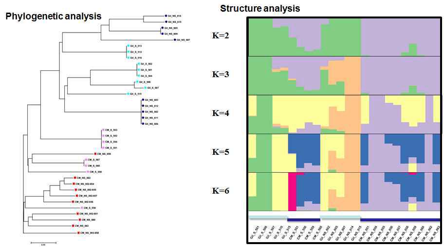 메디카고 유전형의 phylogeny 및 집단구조 분석