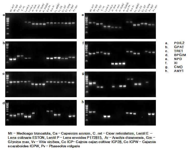 환경스트레스 반응 연관 유전자의 분자마커 개발을 위한 이종간 PCR 증폭