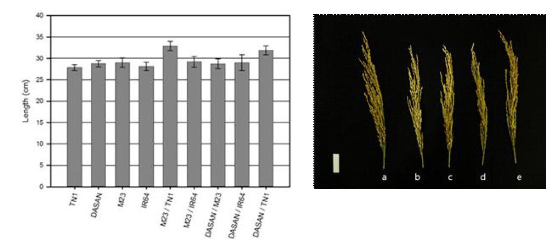 (A) 교배모본과 일대잡종 간 수장 비교 (B) 일대잡종간 수장 비교 a:밀양23호 /TN-1, b:밀양23호/IR64, c:다산/밀양23호, d:다산/IR64, e:다산/TN-1. scale bar = 5cm