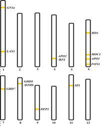 수당립수의 결정에 관여한다고 밝혀진 11개 유전자들의 염색체 내의 위치