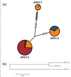 APO1 coding region으로 예측된 Haplotype network 와 Phylogenetic tree (a)haplotype network. 원의 크기는 45개 품종들 중 해당 haplotype에 속하는 품종들의 상대적 인 빈도를 나타내며, 빨간색은 자포니카, 주황색은 인디카, 파란색은 통일형 그룹을 나타낸다. 원사이에 존재하는 선은 염기치환이벤트의 수를 의미하며, 대쉬기호의 수는 분석대상 내에 존 재하지 않다고 추정된 중간형을 나타낸다.(b)Neighbor-joining method를 통해 그려진 phylogetetic tree.