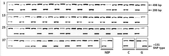 Allele-specific primer를 이용한 유전형 분석 결과. 200bp의 band가 왼쪽에 나타난 경우에는 131번째 염기에 C를, 오른쪽에 나타난 경우에는 G를 가지고 있다는 것을 의미한다.