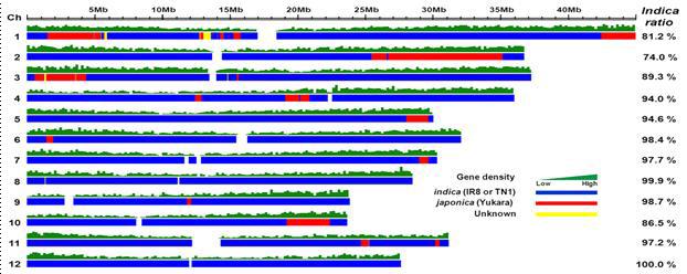 SEG-map으로 나타낸 통일벼를 구성하는 indica-japonica genome region 및 비율