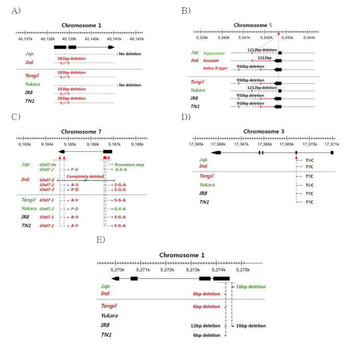 통일벼와 모친들 간 수량관련 유전자들의 sequence variation. A) SD1, B) qSW5, C) GHD7, D) GS3, and E) Gn1a.