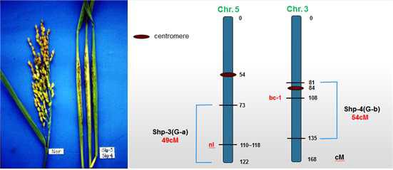 Normal panicle (왼쪽) 과 Sheathed panicle (오른쪽)의 표현형 비교와 2개의 우성 유전자의 염색체 상 예측되는 위치.