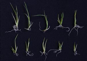 독립된 식물체로 분화 중인 도봉 pseudo-vivipary mutant seedling.