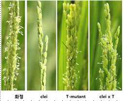 정상 계통 화청과 폐화수정계통, T-DNA Mutant 및 페화수정 계통과 T-DNA mutant 교배한 F1 이삭 비교