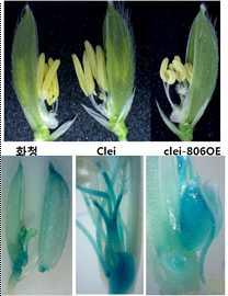 osa-mir806과 osa-mir806::GUS 과다발현 형질전환체 영화 및 promoter 발현