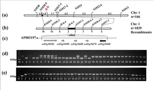 D-h 유전자의 정밀유전자지도 작성