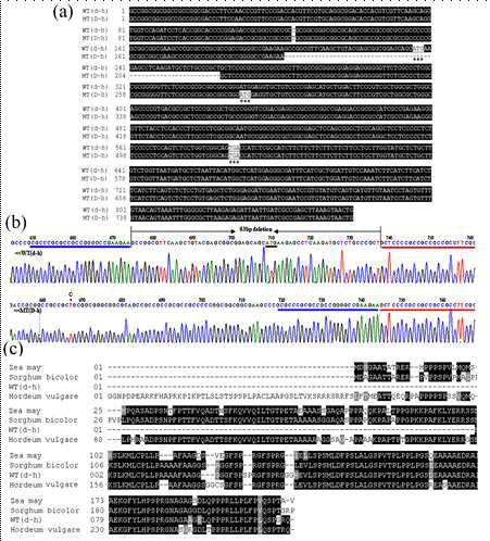 D-h gene full length cDNA Sequence