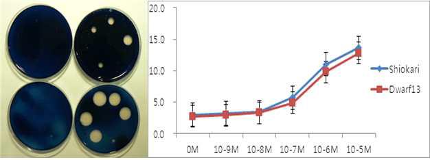 α-amylase activity test (A)와 GA3 처리에 의한 2nd leaf sheath elongation measurement.